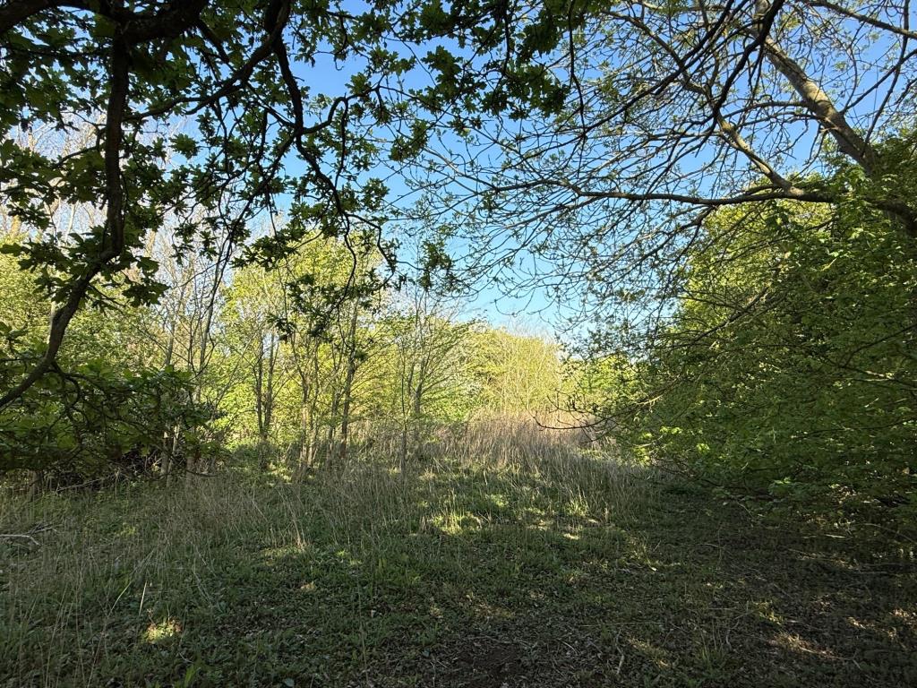 Lot: 89 - PARCEL OF LAND FRONTING WALTHAM ROAD - The overgrown land looking at a different area